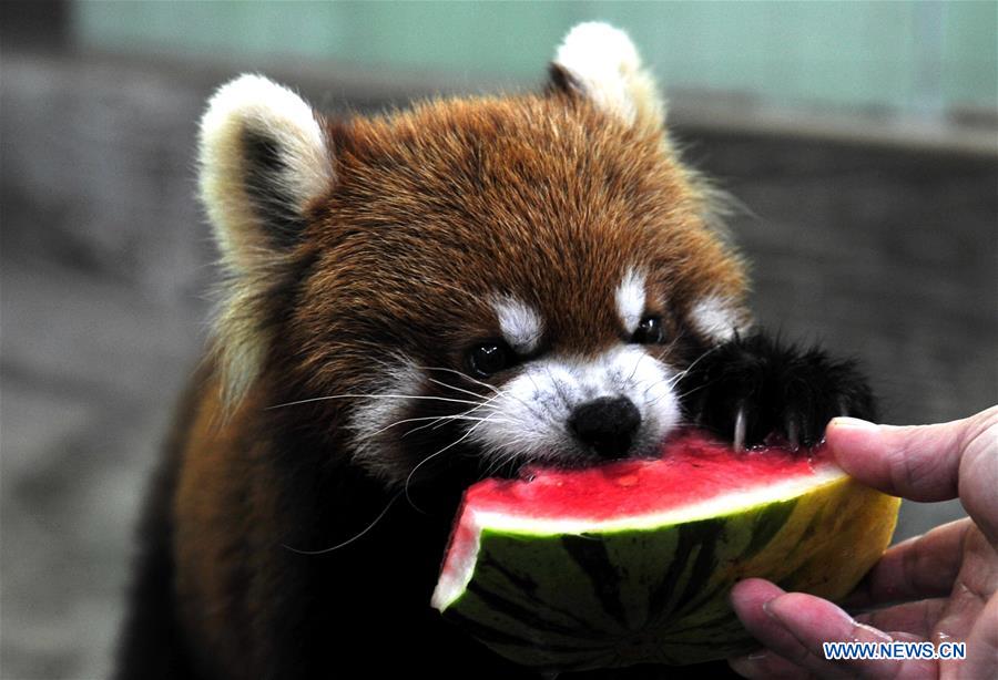 Shanghai Zoo takes varied measures to keep animals cool