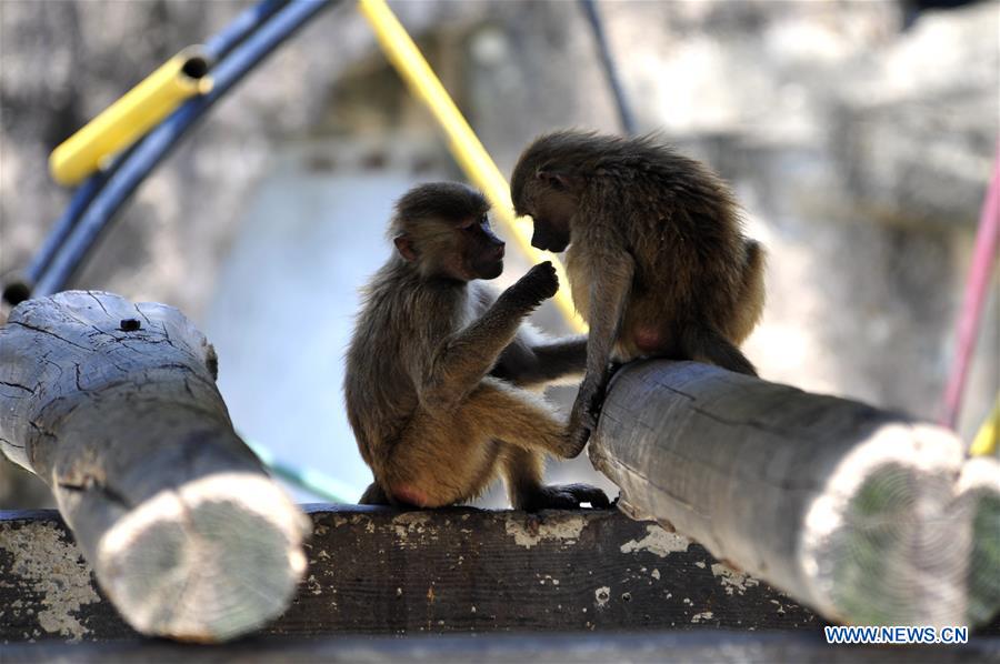 Shanghai Zoo takes varied measures to keep animals cool