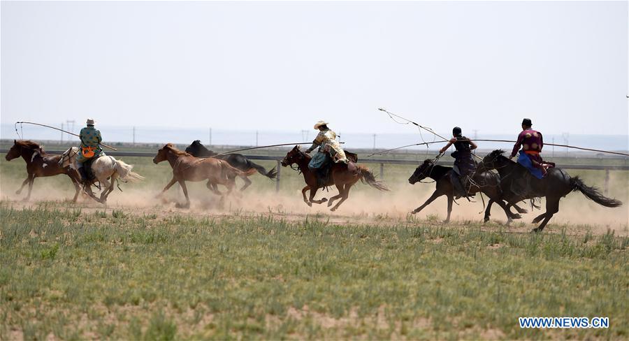 Efforts made to protect Mongolian horse culture