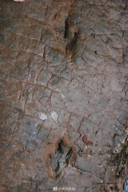 100-million-year-old dinosaur footprints found in Guizhou