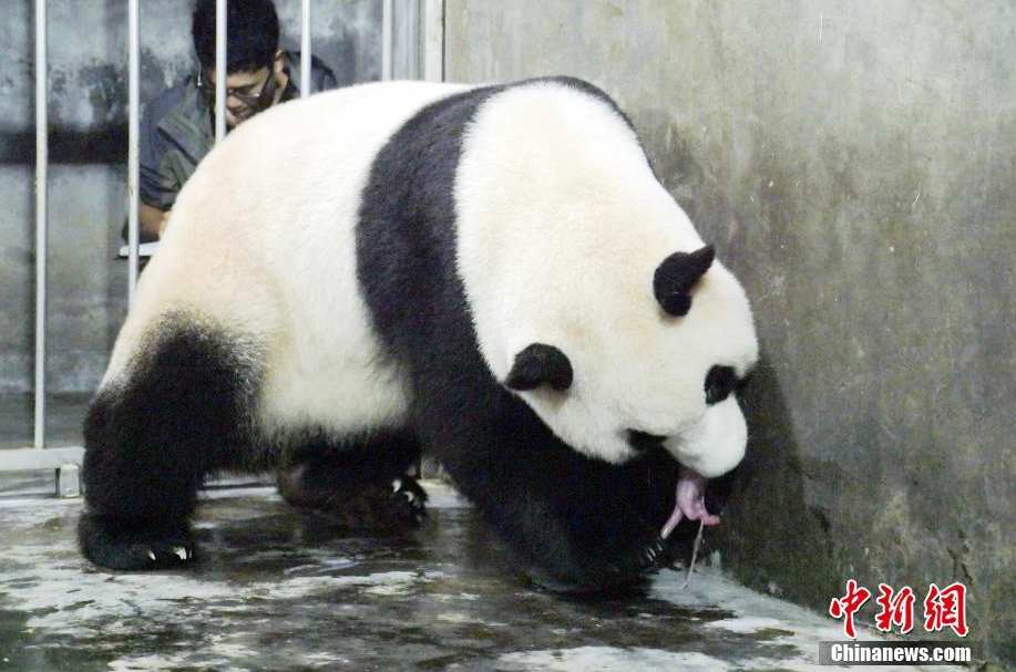 Giant panda gives birth to a male cub in Chengdu