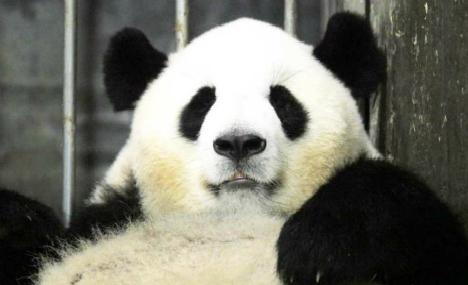 Giant panda gives birth to a male cub in Chengdu