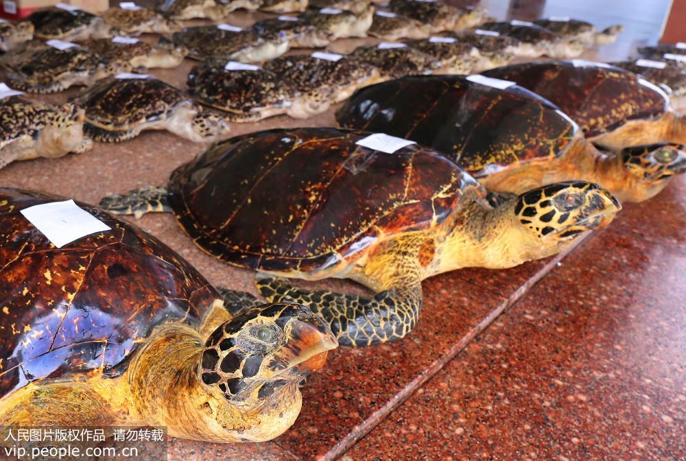 More than three dozen hawksbill turtle specimens confiscated in Guangxi