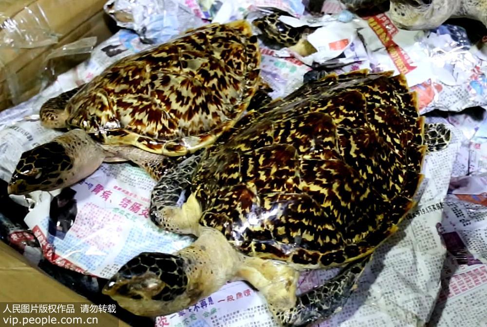 More than three dozen hawksbill turtle specimens confiscated in Guangxi