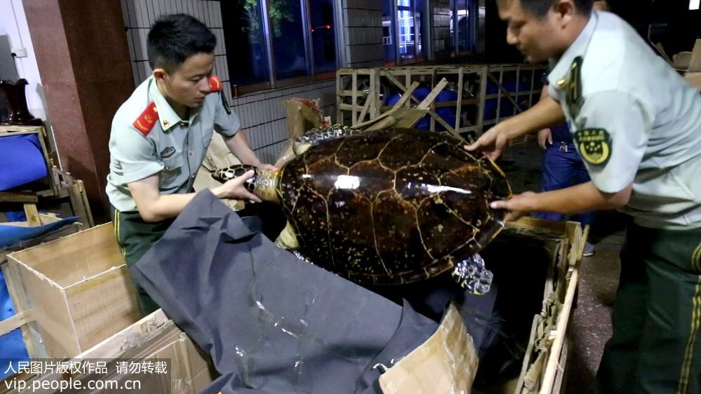 More than three dozen hawksbill turtle specimens confiscated in Guangxi