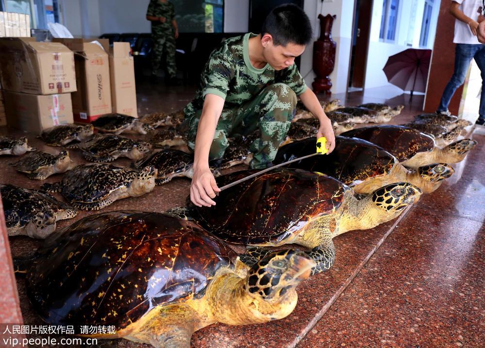 More than three dozen hawksbill turtle specimens confiscated in Guangxi