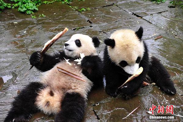 China builds national park to drive revival of wild pandas