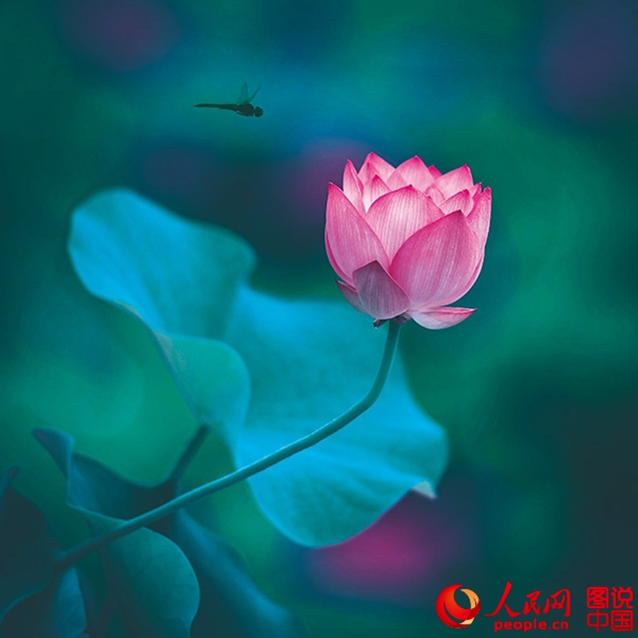 Portraits of lotus in China