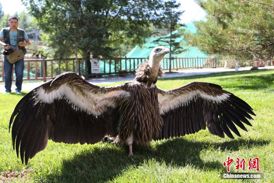China's first artificial bred Himalayan vulture in good health