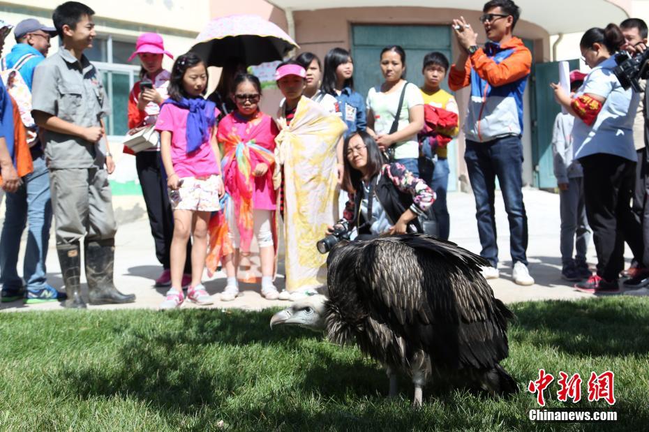 China's first artificial bred Himalayan vulture in good health
