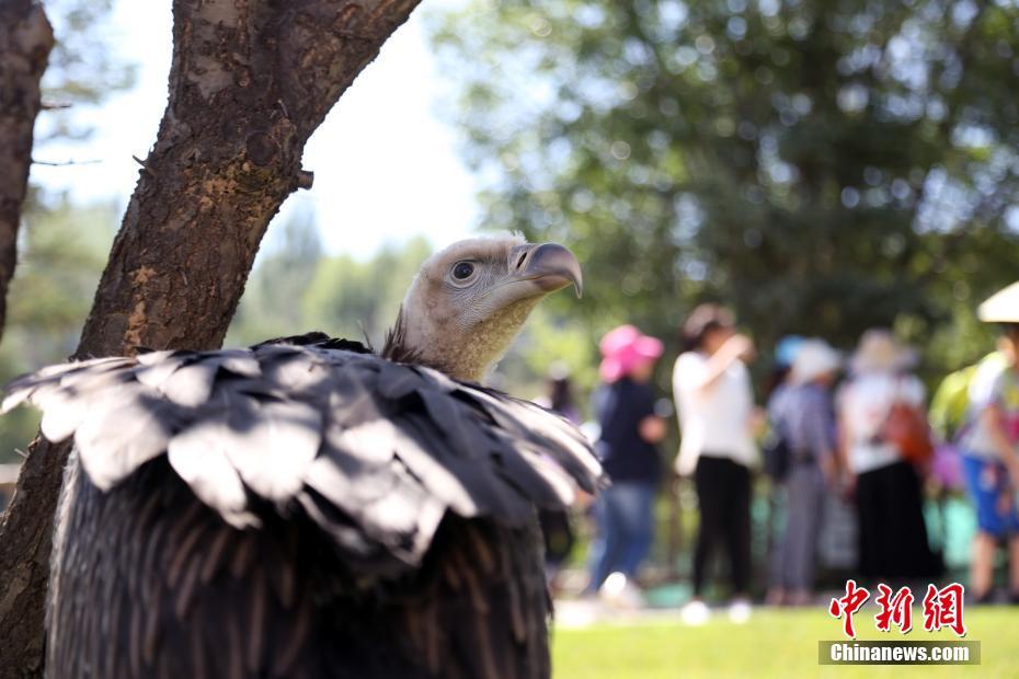 China's first artificial bred Himalayan vulture in good health
