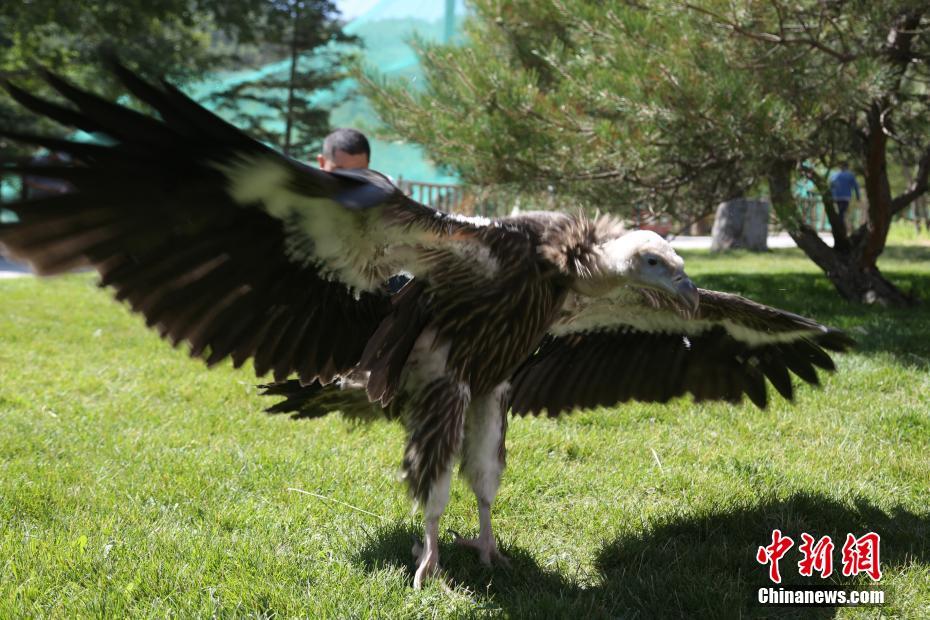 China's first artificial bred Himalayan vulture in good health