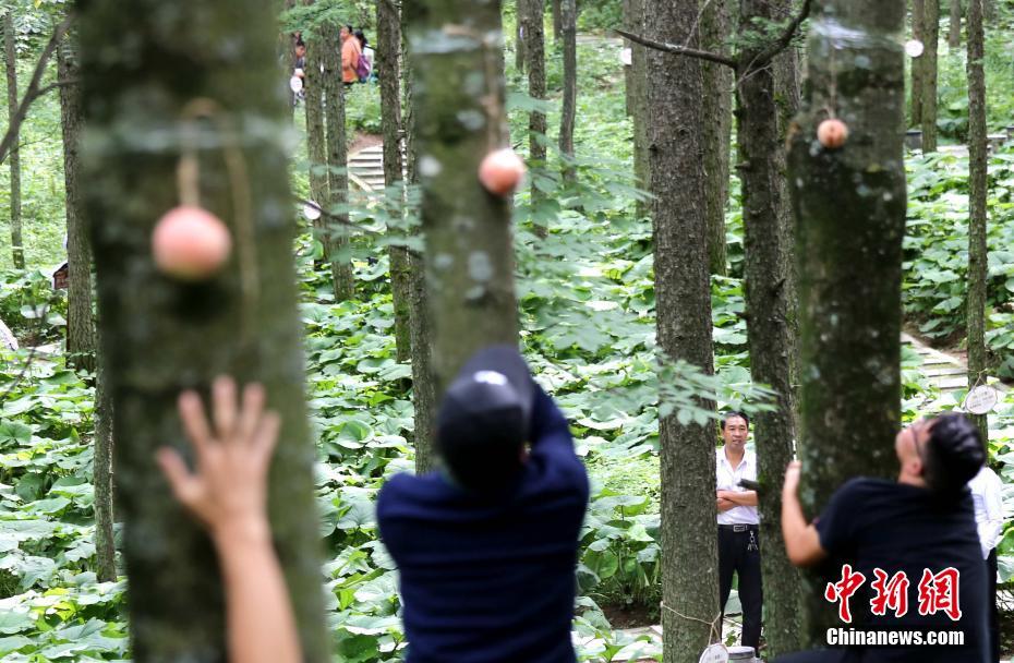 Tree-climbing competition held in Henan