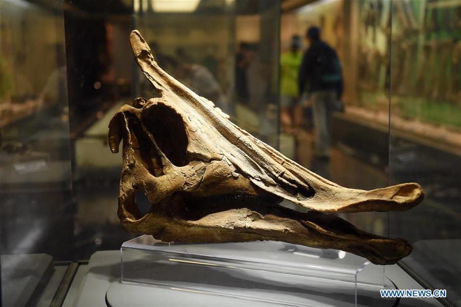 Dinosaur National Geology Park in NE China