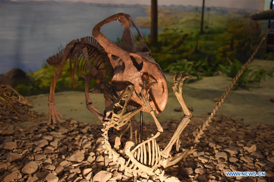 Dinosaur National Geology Park in NE China