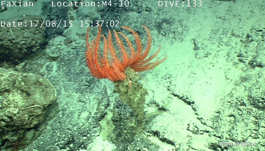 China's Discovery ROV collects samples from Caroline Seamount