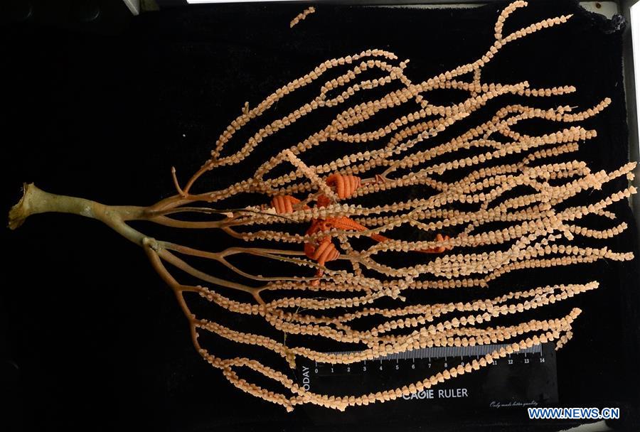 Samples collected from Caroline Seamount in western Pacific Ocean