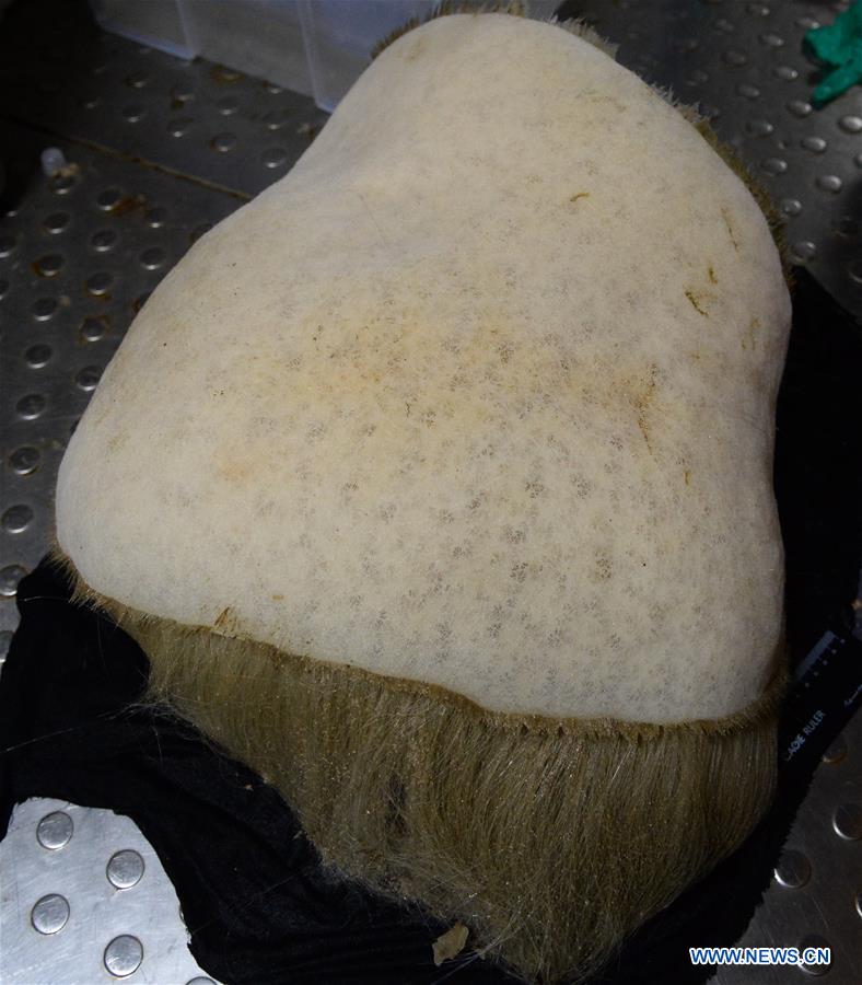 Samples collected from Caroline Seamount in western Pacific Ocean