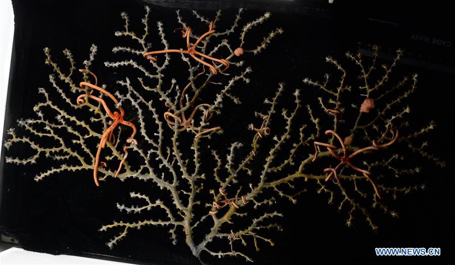 Samples collected from Caroline Seamount in western Pacific Ocean