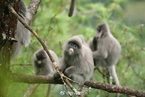 Jingdong named “Home of Presbytis Phayrei in China”