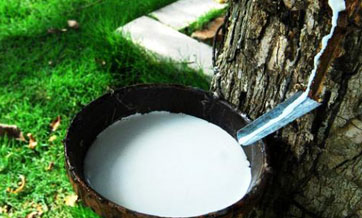 China makes major stride in natural rubber substitution development