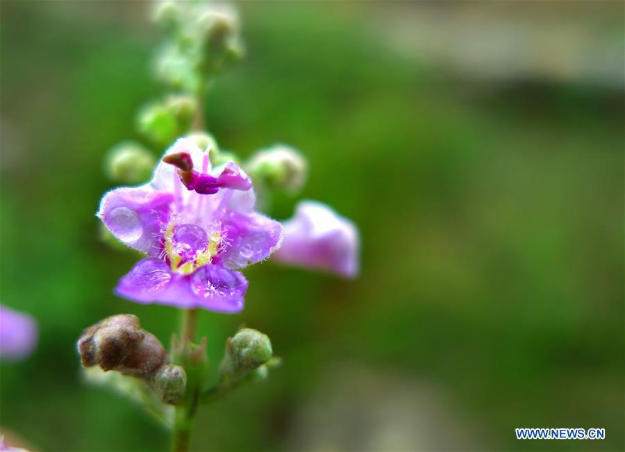 Flowers blossom after rainfall in E China's Shandong