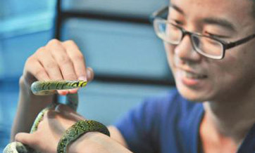Chinese scientists artificially breed rare snake species