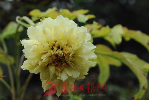 Green Peonies Blossom in Early Autumn