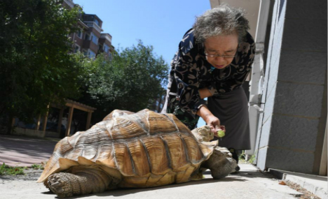 Grandma walks her pet turtle
