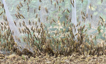 Chinese scientists offer new possibilities for locust plague prevention