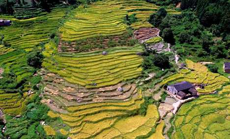 Autumn scenery of terraced rice fields in Jiayi