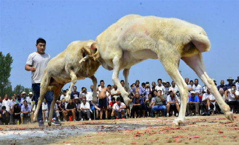 In pics: goat fight in east China's county