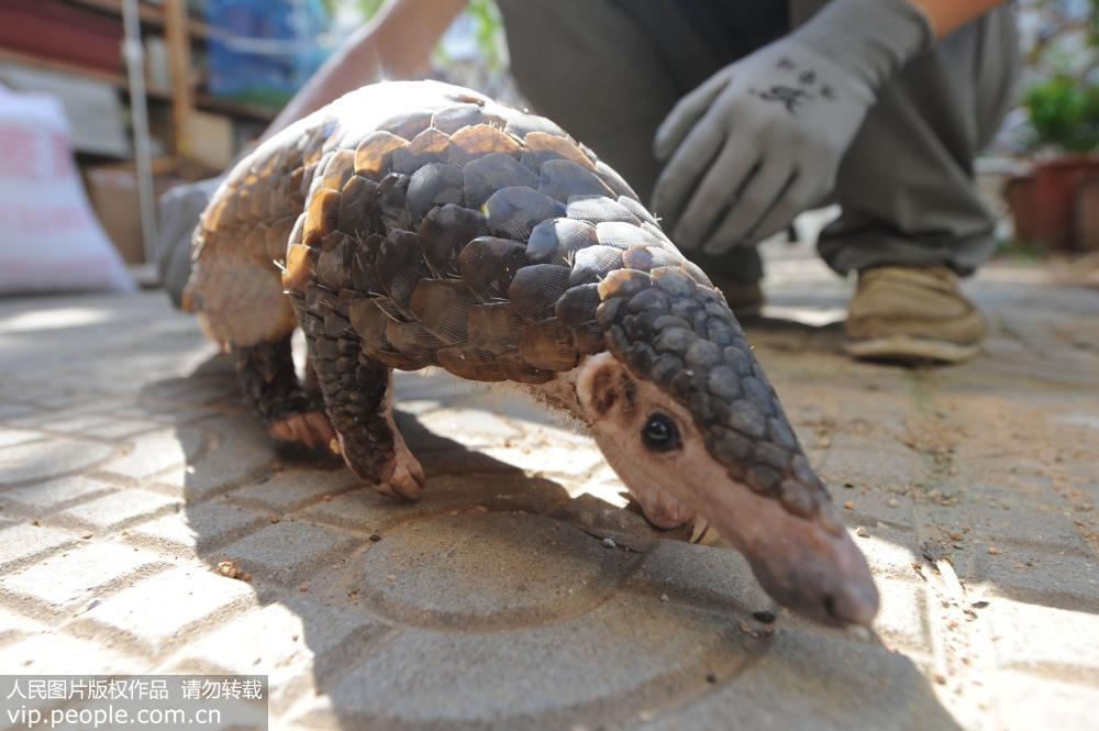 Rescued wild pangolin in Qingdao ready for release