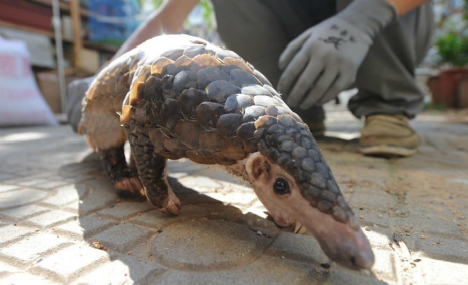 Rescued wild pangolin in Qingdao ready for release