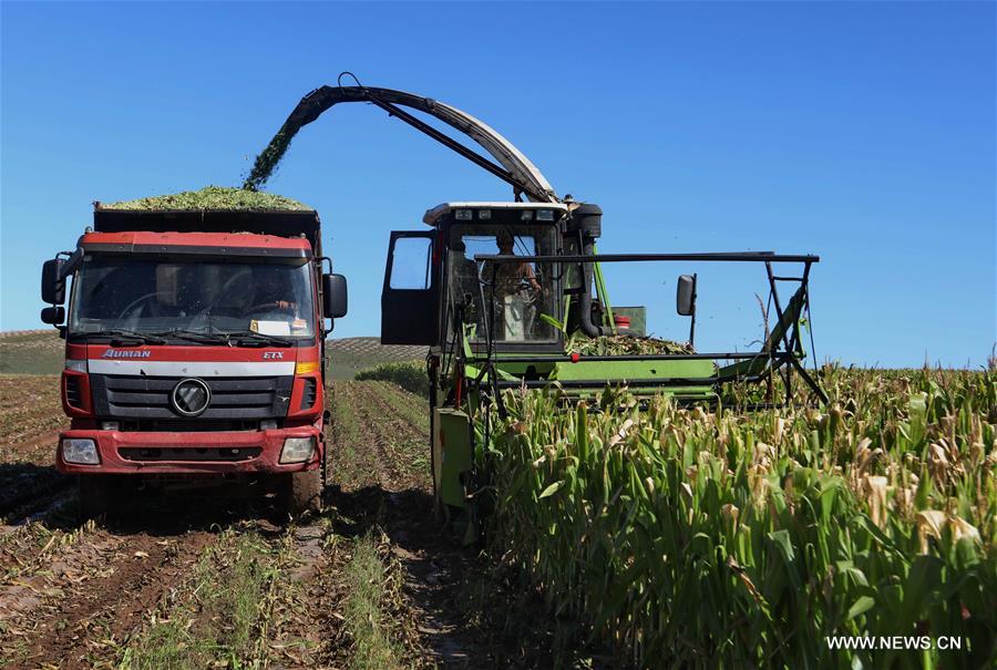 Farmers harvest corn in north China's Zhangjiakou