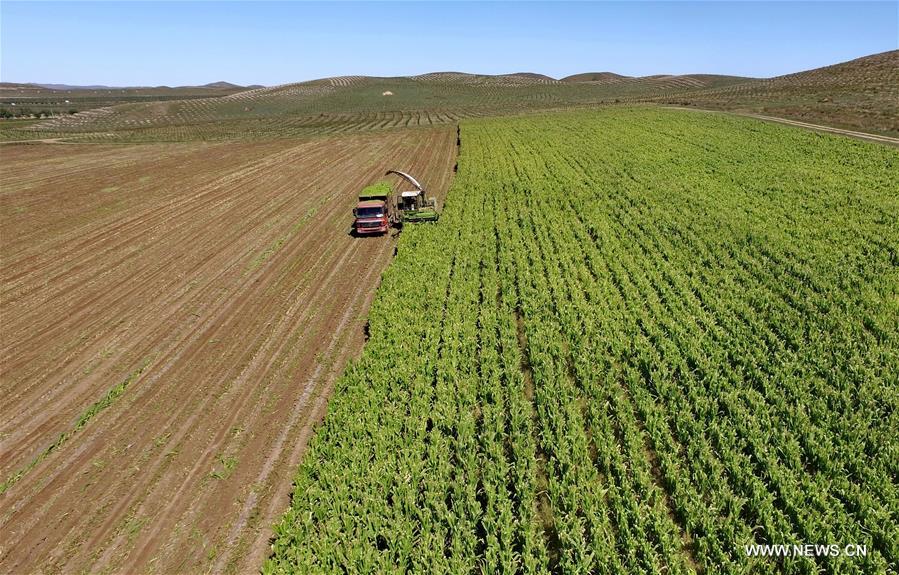 Farmers harvest corn in north China's Zhangjiakou