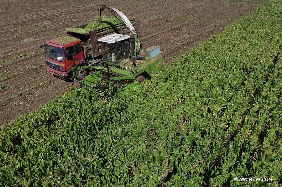 Farmers harvest corn in north China's Zhangjiakou