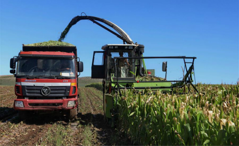 Farmers harvest corn in north China's Zhangjiakou