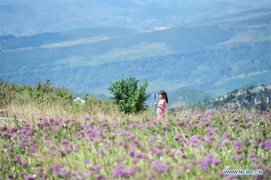 Tourists play among chives flowers in SW China's Guizhou
