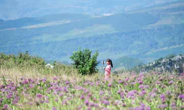 Tourists play among chives flowers in SW China's Guizhou