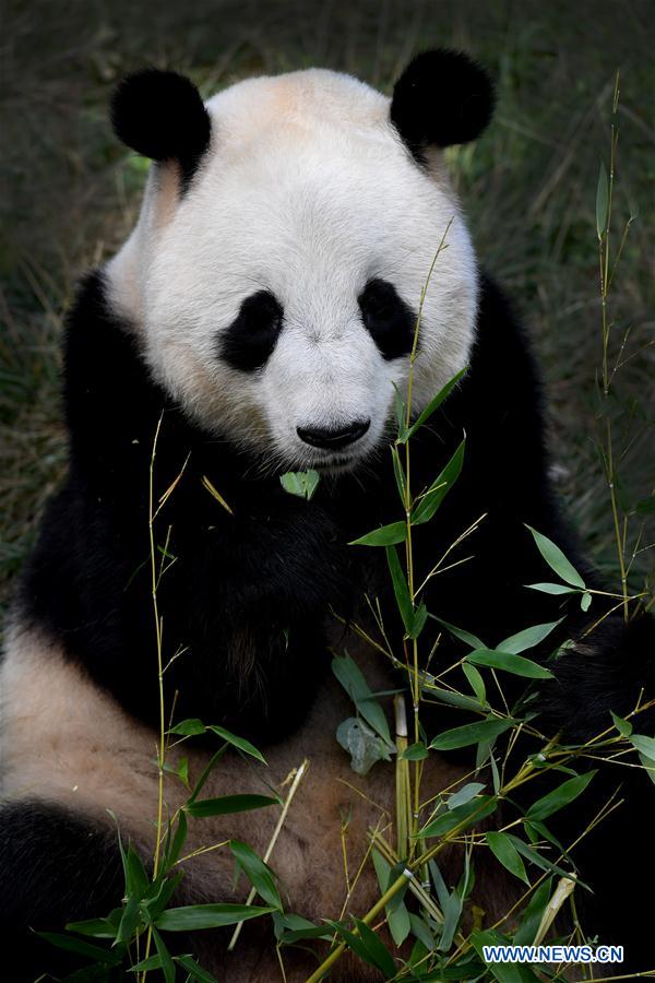 China to build cross-provincial national park for giant panda