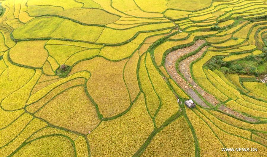 Aerial view of paddy fields in SW China's Guizhou