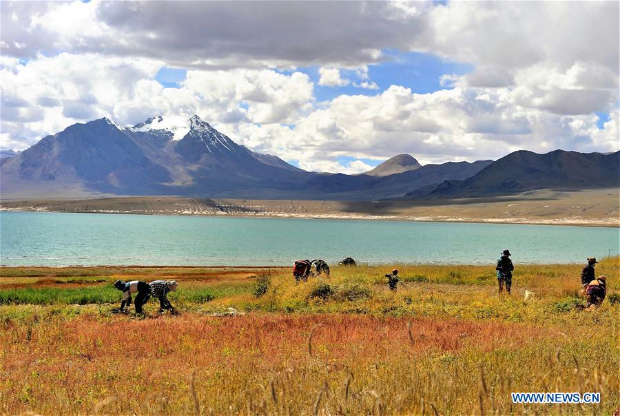 Villagers harvest herbage for cattle in China's Tibet
