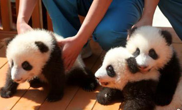 Northwest China province asks public to name panda cubs