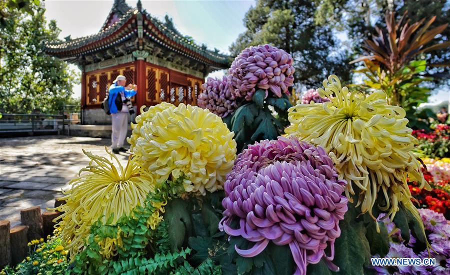 9th cultural festival of chrysanthemum flowers kicks off in Beijing