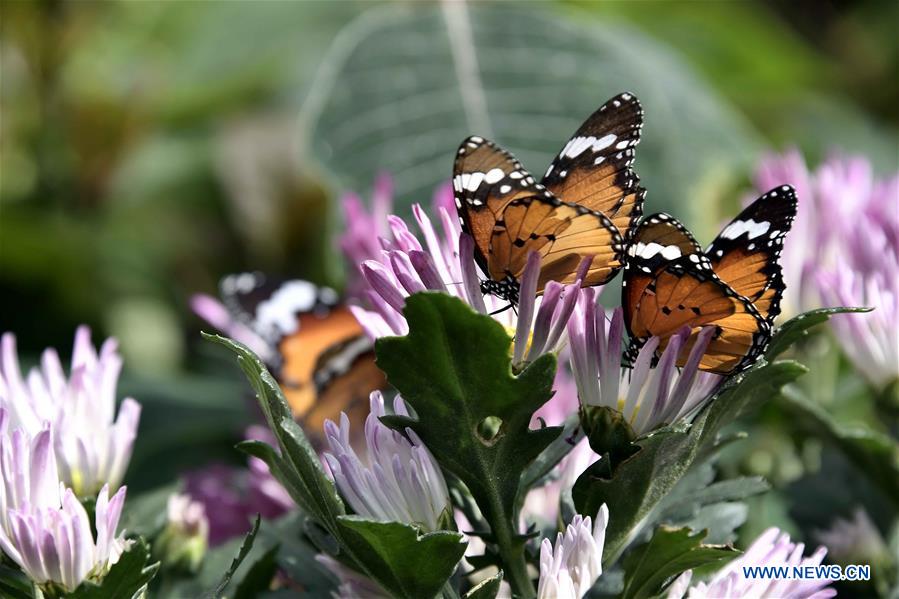 Butterflies in amazing colors seen in E China's Shandong
