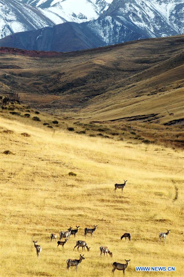 In pics: semi-wild red deer, sika deer in NW China's Qinghai