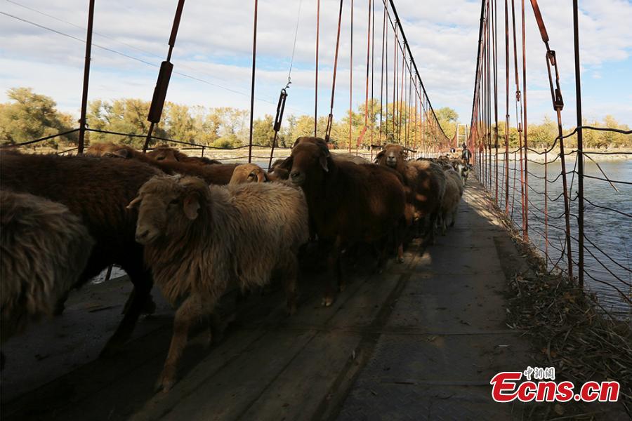 Seasonal livestock migration continues in Xinjiang