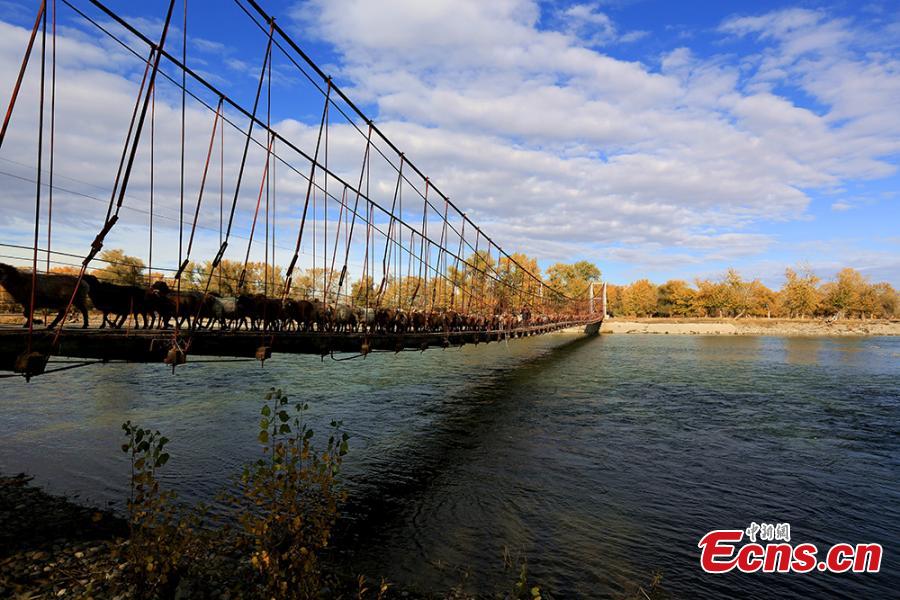 Seasonal livestock migration continues in Xinjiang