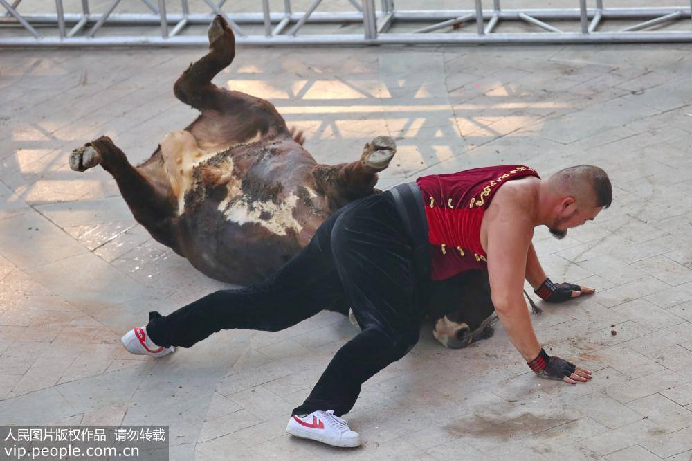 Bullfighter tumbling bull performance in E China